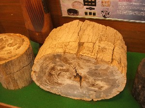 珪化木